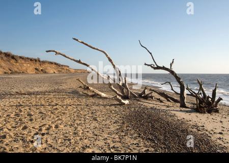 Toter Baum am Strand mit Prachtnelke und Bäume in Covehithe Suffolk East Anglia England Vereinigtes Königreich Stockfoto