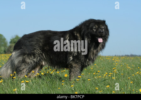 Kaukasische owtscharka Stockfoto