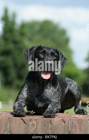 Deutsch Drahthaar liegend Stockfoto