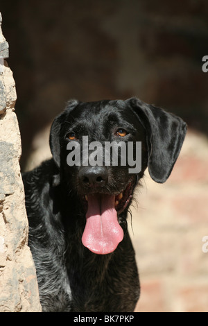 Deutsch Drahthaar-Portrait Stockfoto