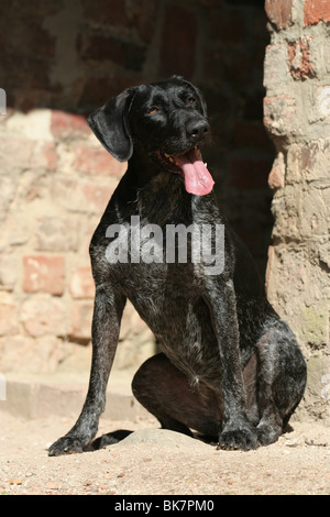 Deutsch Drahthaar sitzen Stockfoto