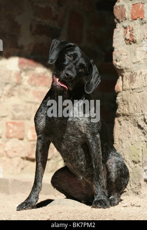 Deutsch Drahthaar sitzen Stockfoto