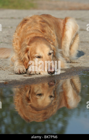 liegenden männlichen Golden Retriever Stockfoto