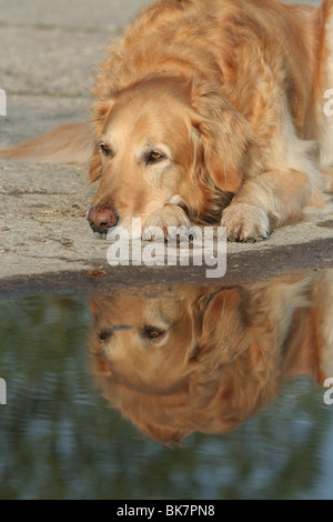 liegenden männlichen Golden Retriever Stockfoto