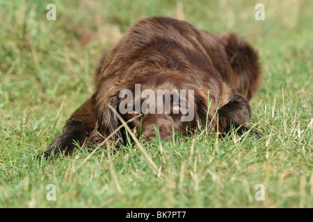 Deutsch Langhaar Zeiger Stockfoto