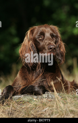 Deutsch Langhaar Zeiger Stockfoto