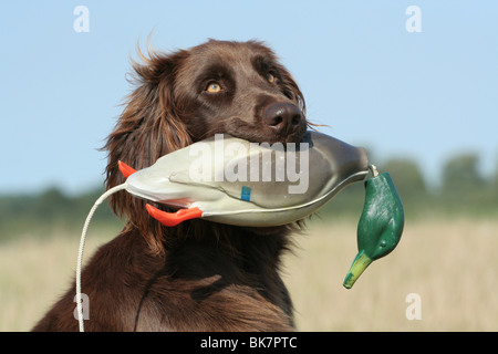 Deutsch Langhaar Zeiger Stockfoto