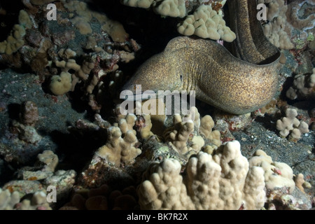 Giant Moray, Gymnothorax Javanicus, frei schwimmen neben Fisch, Kona, Big Island, Hawaii, USA Stockfoto