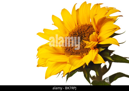 Sonnenblume auf einer rein weißen Hintergrund isoliert Stockfoto