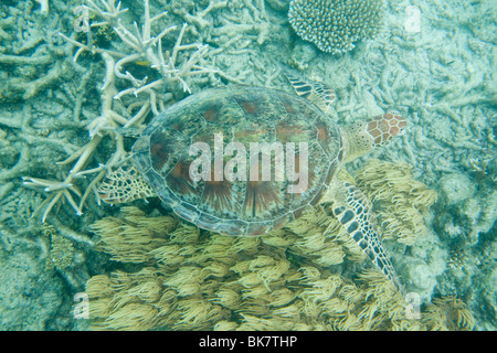 Eine grüne Meeresschildkröte (Chelonia Mydas) schwimmen über das Great Barrier Reef vor Cairns, Queensland, Australien. Stockfoto