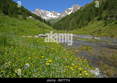 Frühling Blumen und alpine Stream im Valle del Gran San Bernardo unterwegs zum großen St. Bernhard von Aosta Italien Stockfoto
