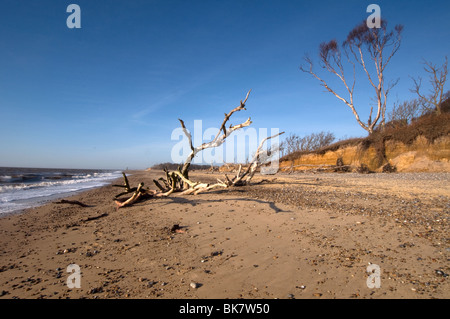 Toter Baum am Strand mit Prachtnelke und Bäume in Covehithe Suffolk East Anglia England Vereinigtes Königreich Stockfoto