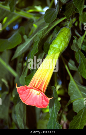 Red Angels Trompete in Dundee botanischen Gärten Stockfoto