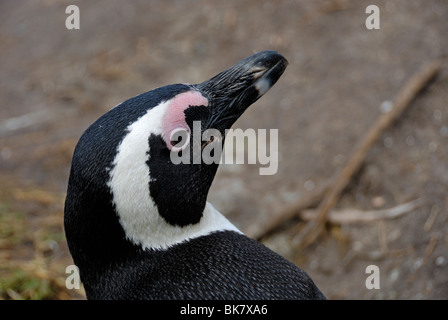 Porträt von Black Footed Jackass Pinguine (Speniscus Demersus), Bettys Bay, South Western Cape, Südafrika Stockfoto