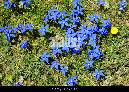 Hohen alpinen Frühjahr Enzian Gentiana Brachyphylla blaue Blumen in Norditalien Valle del Gran San Bernardo Stockfoto