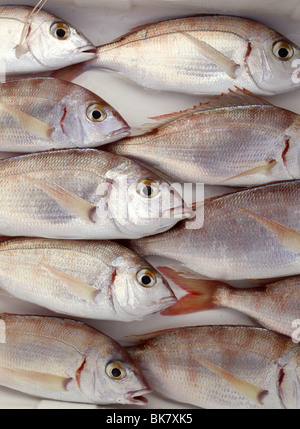 gemeinsamen Pandora Fisch Pagellus Erythrinus mediterranen fangen Stockfoto