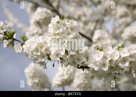 Kirschblüten in voller Blüte in Hackney, London Stockfoto