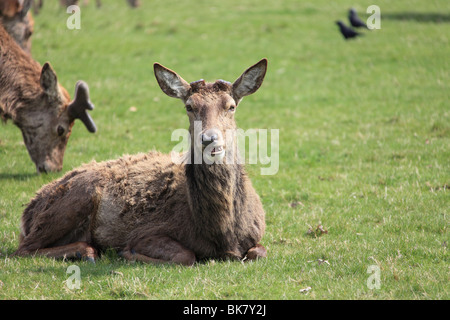 Rot- und Damwild im Londoner Richmond Park an einem Frühlings-Nachmittag Stockfoto