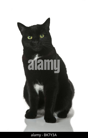 Eine schwarze Katze vor einem Hintergrund von reinem weiß (255). Stockfoto
