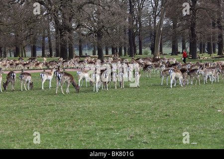 Rot- und Damwild im Londoner Richmond Park an einem Frühlings-Nachmittag Stockfoto