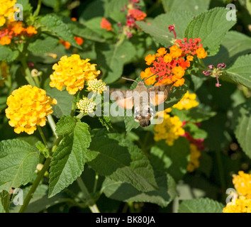 Humming Bird Hawk Moth auf Lantana Blumen in Toskana Italien Stockfoto
