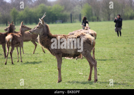 Rot- und Damwild im Londoner Richmond Park an einem Frühlings-Nachmittag Stockfoto