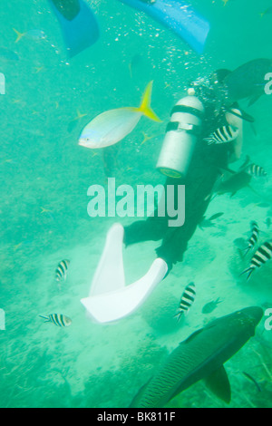 Ein Zackenbarsch und andere tropische Fische unter Tauchern auf dem Great Barrier Reef off Cairns, Australien. Stockfoto