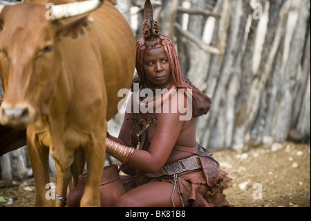 Young Himba Frau Melken Rinder im Kaokoland, Namibia Stockfoto