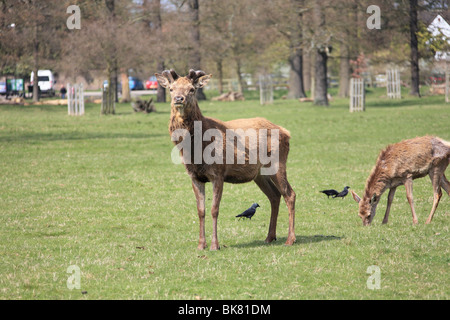 Rot- und Damwild im Londoner Richmond Park an einem Frühlings-Nachmittag Stockfoto