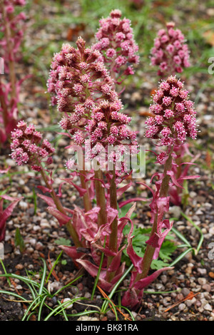 Blumen Pestwurz hautnah Petasites hybridus Stockfoto