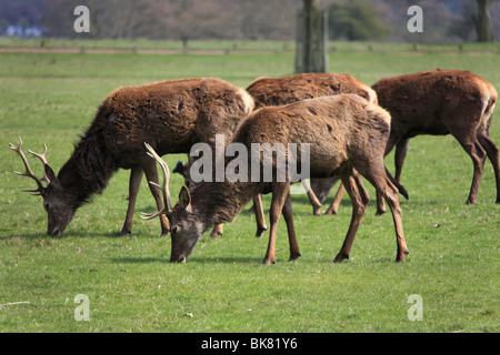 Rot- und Damwild im Londoner Richmond Park an einem Frühlings-Nachmittag Stockfoto