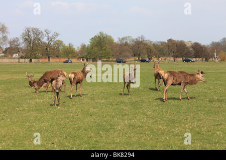 Rot- und Damwild im Londoner Richmond Park an einem Frühlings-Nachmittag Stockfoto