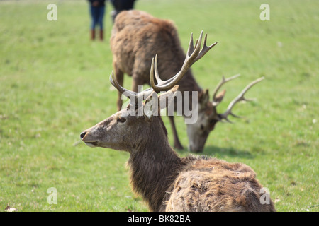 Rot- und Damwild im Londoner Richmond Park an einem Frühlings-Nachmittag Stockfoto