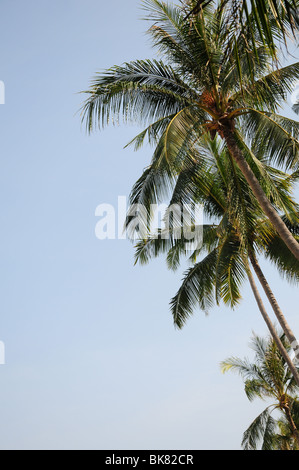 Palmen gegen blauen Himmel Stockfoto