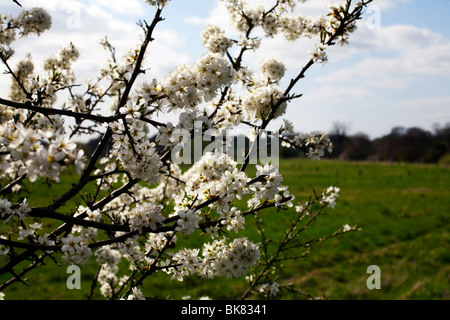 Weißdorn Baum Blüte in der Essex-Landschaft Stockfoto