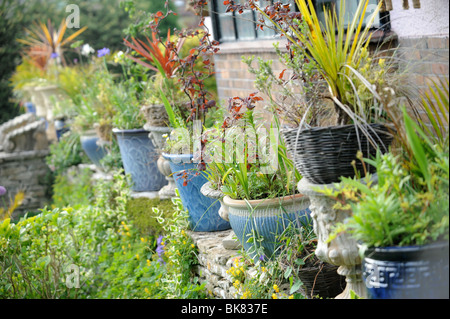 Eine Reihe von verwilderten Töpfe in einem Garten UK Stockfoto