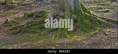Die Basis von einer Buche, Wurzeln in Moos bedeckt. Stockfoto