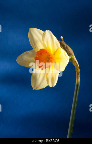 Einzelne Narzisse vor blauem Hintergrund Stockfoto