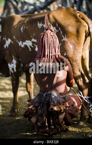 Young Himba Frau Melken Rinder im Kaokoland, Namibia Stockfoto