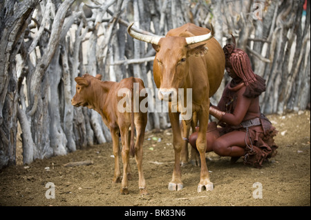 Young Himba Frau Melken Rinder im Kaokoland, Namibia Stockfoto