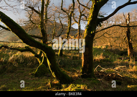 MOEL Hebog Berge durch Bäume in der Nähe von Beddgelert, Snowdonia, North Wales, UK Stockfoto