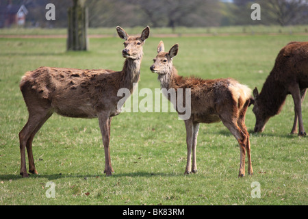 Rot- und Damwild im Londoner Richmond Park an einem Frühlings-Nachmittag Stockfoto