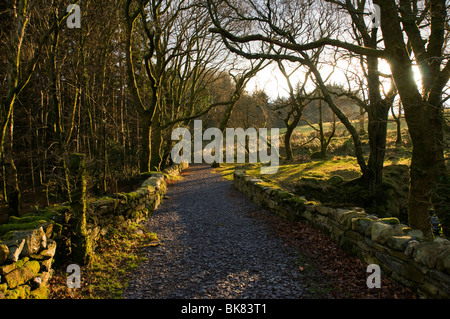 Einer von Bäumen gesäumten Weg in der Nähe von Beddgelert, Snowdonia, North Wales, UK Stockfoto