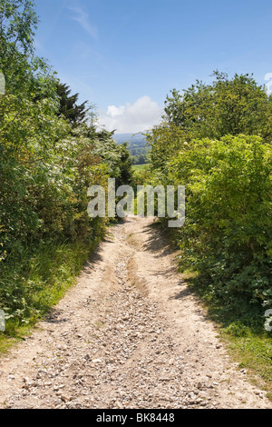 Maultierweg in den North Downs Way in der Nähe von Newlands Corner, Surrey, England, UK Stockfoto