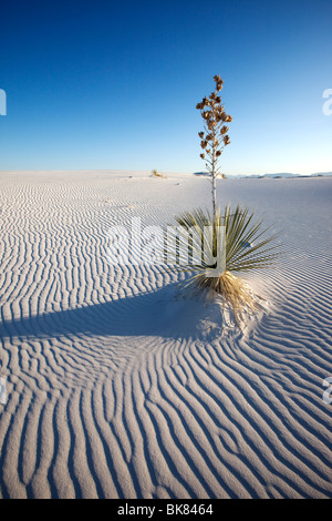 Yucca in Sand, White Sands National Park, New Mexico Stockfoto