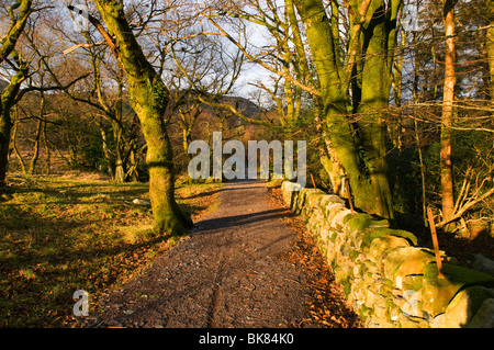 Einer von Bäumen gesäumten Weg in der Nähe von Beddgelert, Snowdonia, North Wales, UK Stockfoto