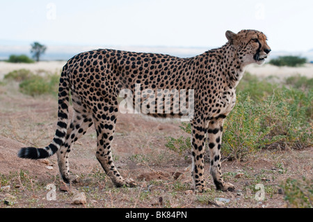 Gepard auf den Köcher Baum Reserve und Rest Camp in der Nähe von Keetmanshoop, Namibia Stockfoto