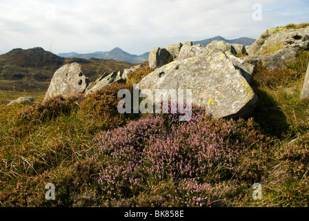 Yr Aran in der Snowdon (Yr Wyddfa)-Gruppe, von Yr Arddu in den Moelwyn Hills, Snowdonia, Nordwales, Großbritannien Stockfoto