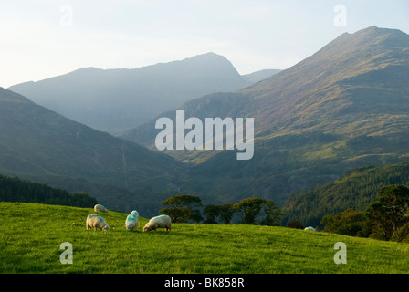 Die Snowdon-Gruppe (Yr Wyddfa) über Nant Gwynant, Snowdonia, North Wales, Großbritannien Stockfoto