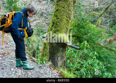 Alten Zaun Pfosten in einem Baumstamm, Coed-y-Brenin Wald nahe Ortszentrum, Snowdonia, North Wales, UK Stockfoto